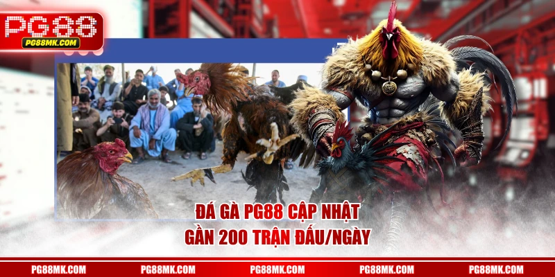 Đá gà PG88 cập nhật gần 200 trận đấu/ngày